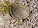 Turtle Shell on Hike Near Ensenada el Alarcan